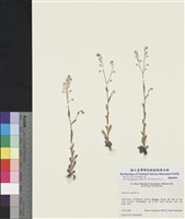 藏品(野勿忘草)的圖片